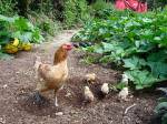 Aren't We All Just Baby Chicks Following a Mother Hen?