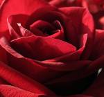 A Rose By Any Other Name: Labels for Political Ideologies and Parties